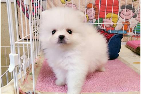 成約済の秋田県のポメラニアン-54624の5枚目